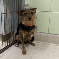 CHARLY, chien à adopter
