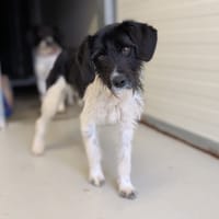 ABBY, chienne à adopter