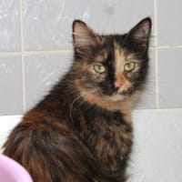 MIRABELLE, chatte à adopter