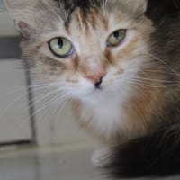framboise, chatte à adopter