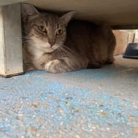 MOUSTACHE, chatte à adopter