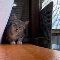 MAYA, chatte à adopter