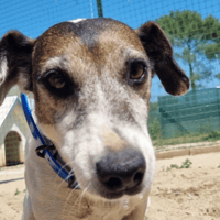 Prosper, chien à adopter