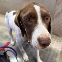 FIDO, chien à adopter