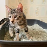 HOMARD, chatte à adopter