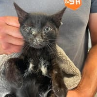 BAXTER, chat à adopter