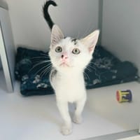 BUDY, chat à adopter