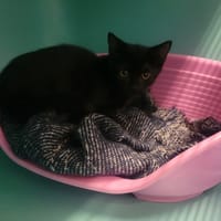 Nito, chat à adopter