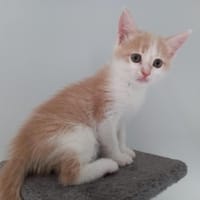 PAT, chat à adopter