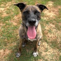 ZEUS, chien à adopter