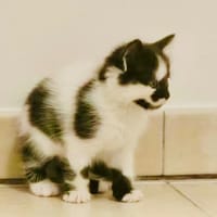 YAMI (RESERVE - PLUS A L'ADOPTION), chatte à adopter