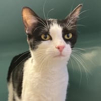 MULAN, chatte à adopter