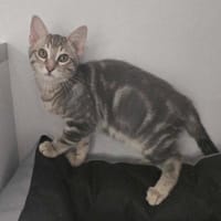 GRESSIN, chat à adopter