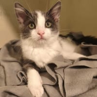 VIVALDI PAB28944, chat à adopter