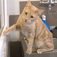 SCHLINGRAPATTE, chat à adopter