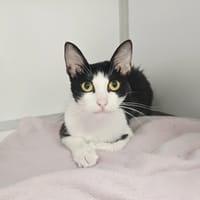 BULMA, chatte à adopter