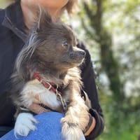 Saxo, chien à adopter