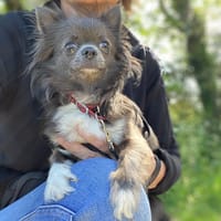 Saxo, chien à adopter
