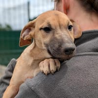 BOSCO QCN (réservé), chien à adopter