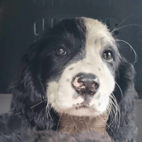 STORM, chien à adopter