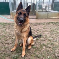 T-REX PAA24301, chien à adopter