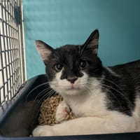 VOYOU, chat à adopter