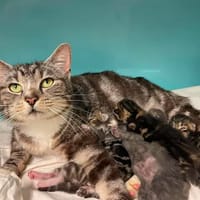 SHIVA, chatte à adopter