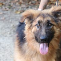 ALI, chien à adopter