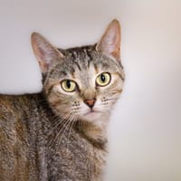 MOON A17457, chatte à adopter