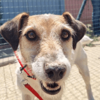 Pipo, chien à adopter