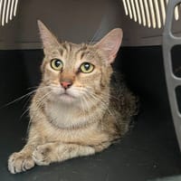CORAIL, chatte à adopter