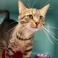 MUSHU, chat à adopter