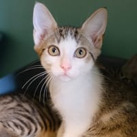 KIMONO, chat à adopter