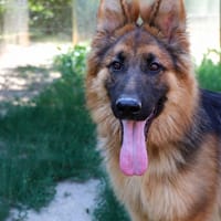 YAGO, chien à adopter