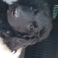 ECHO, chienne à adopter