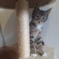 MANGUE ( A TROUVE SA FAMILLE), chatte à adopter