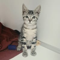 TAZ, chat à adopter
