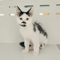 BISCUIT, chat à adopter