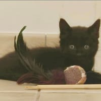 TOKO  (RESERVE - PLUS A L'ADOPTION), chat à adopter