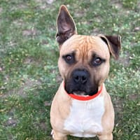 Rouky CAA13293, chien à adopter