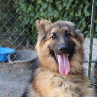 RAJA, chien à adopter
