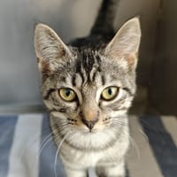 OPALE, chatte à adopter