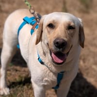 WHITE GRAFFITIE, chienne à adopter