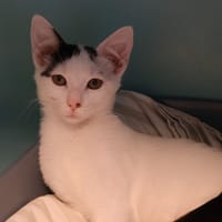 FELINA, chatte à adopter