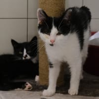 MIROMESNIL, chatte à adopter