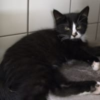 PIGALLE, chatte à adopter
