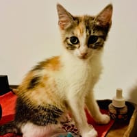 BONITA, chatte à adopter