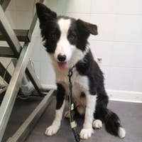 OTIS, chien à adopter