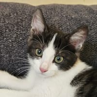 VUTHY, chat à adopter
