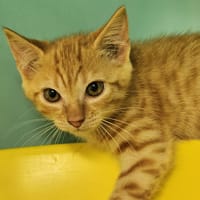 LIV, chat à adopter